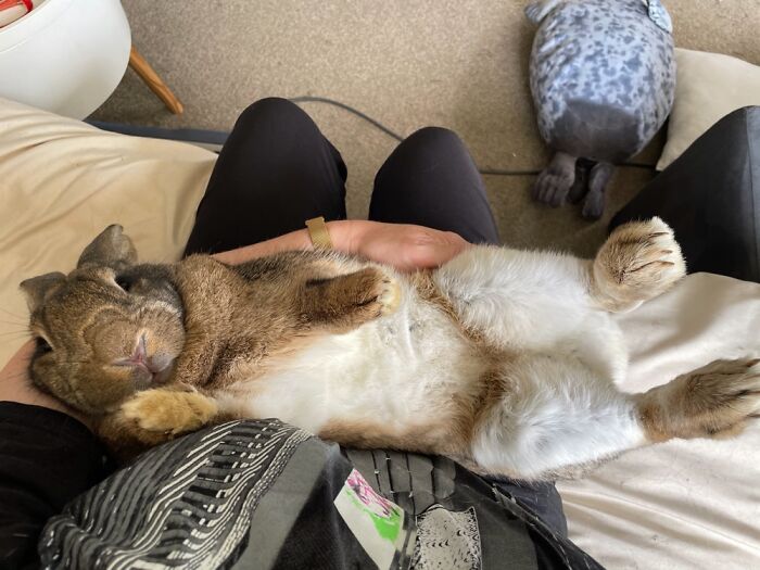 Hey Pandas, Post A Pic Of Your Pet Doing Something Odd Or Unusual (Closed) Hey Pandas, Post A Pic Of Your Pet Doing Something Odd Or Unusual (Closed)