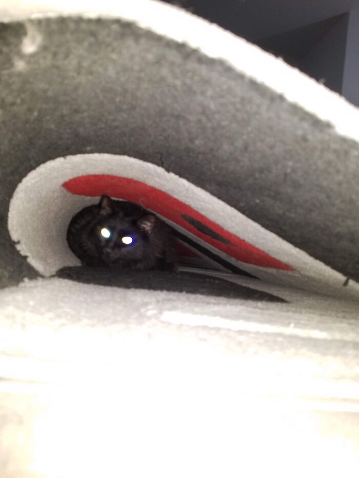 Hey Pandas, Post A Pic Of Your Pet Doing Something Odd Or Unusual (Closed) Hey Pandas, Post A Pic Of Your Pet Doing Something Odd Or Unusual (Closed)