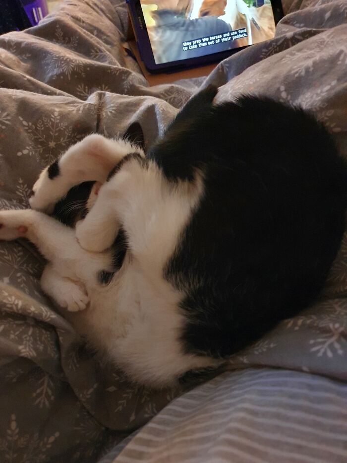 Hey Pandas, Post The Derpiest Photo Of Your Pet That You Have (Closed) Hey Pandas, Post The Derpiest Photo Of Your Pet That You Have (Closed)