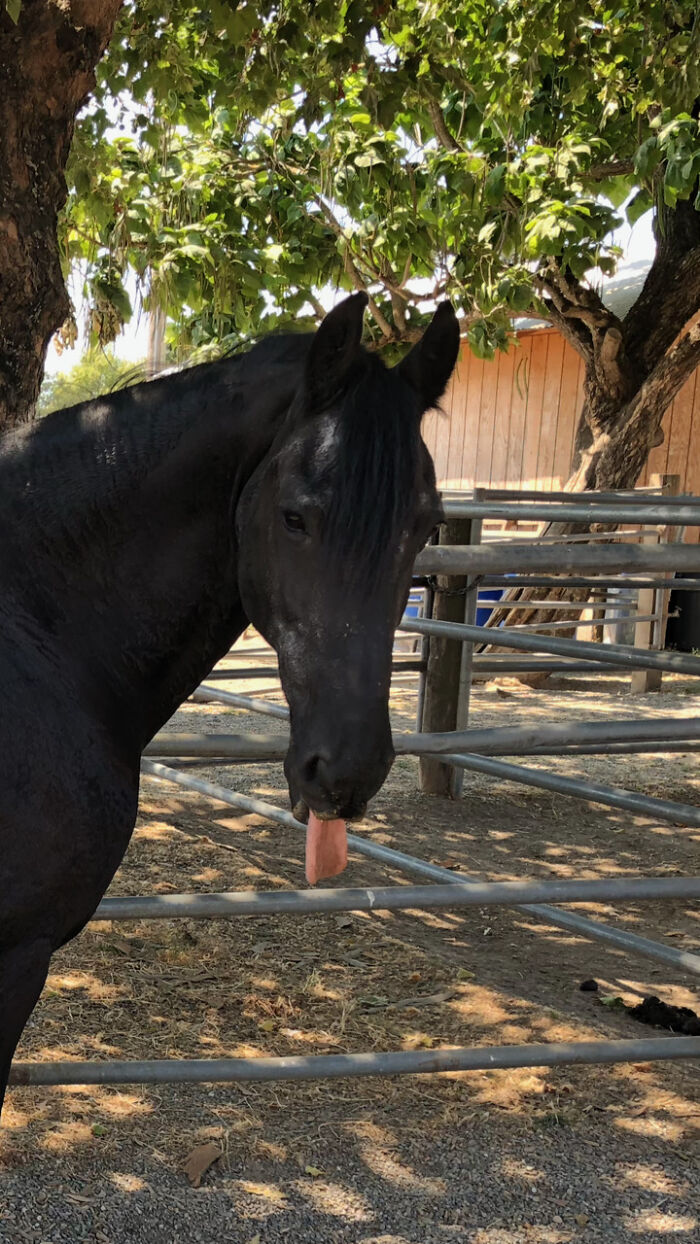 Hey Pandas, Post The Derpiest Photo Of Your Pet That You Have (Closed) Hey Pandas, Post The Derpiest Photo Of Your Pet That You Have (Closed)