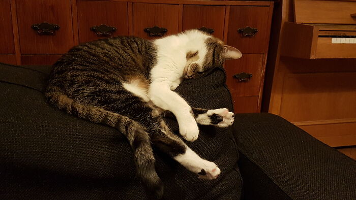 Hey Pandas, Post The Derpiest Photo Of Your Pet That You Have (Closed) Hey Pandas, Post The Derpiest Photo Of Your Pet That You Have (Closed)