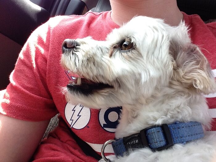 Hey Pandas, Post The Derpiest Photo Of Your Pet That You Have (Closed) Hey Pandas, Post The Derpiest Photo Of Your Pet That You Have (Closed)