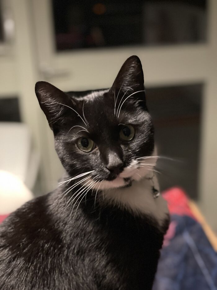 Cat Brings Its Parents A Note From The Neighbors He Visits, They Become Pen Pals With The Cat As Their Postman