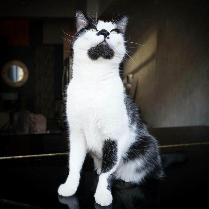 Cat Owner Leaves A Cam To See How His Cats Act When He’s Not Home And The Video Is Actually Sad Cat Owner Leaves A Cam To See How His Cats Act When He’s Not Home And The Video Is Actually Sad