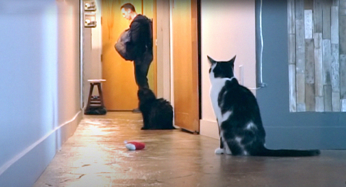 Cat Owner Leaves A Cam To See How His Cats Act When He’s Not Home And The Video Is Actually Sad Cat Owner Leaves A Cam To See How His Cats Act When He’s Not Home And The Video Is Actually Sad