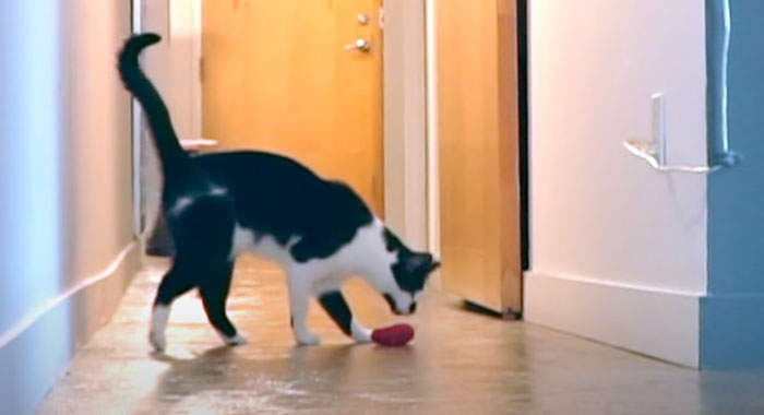 Cat Owner Leaves A Cam To See How His Cats Act When He’s Not Home And The Video Is Actually Sad Cat Owner Leaves A Cam To See How His Cats Act When He’s Not Home And The Video Is Actually Sad