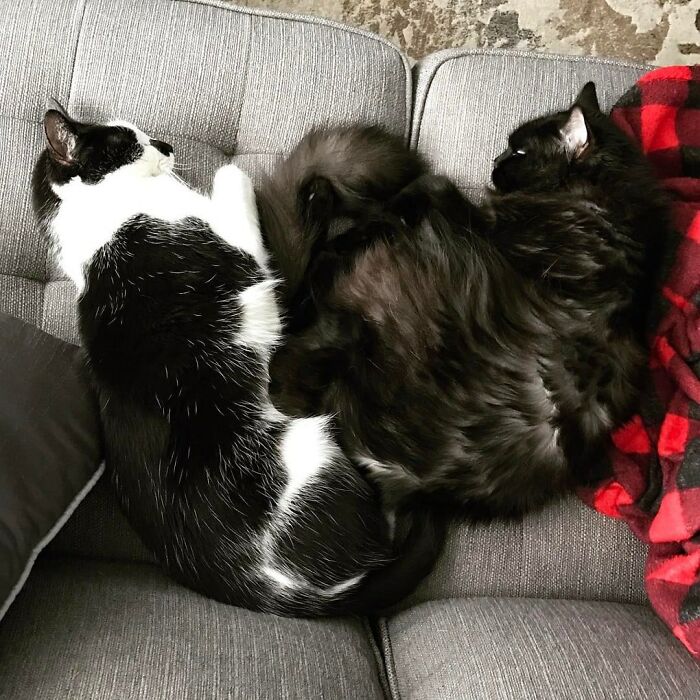 Cat Owner Leaves A Cam To See How His Cats Act When He’s Not Home And The Video Is Actually Sad Cat Owner Leaves A Cam To See How His Cats Act When He’s Not Home And The Video Is Actually Sad