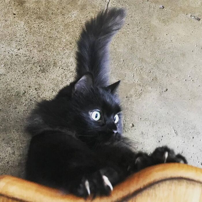 Cat Owner Leaves A Cam To See How His Cats Act When He’s Not Home And The Video Is Actually Sad Cat Owner Leaves A Cam To See How His Cats Act When He’s Not Home And The Video Is Actually Sad