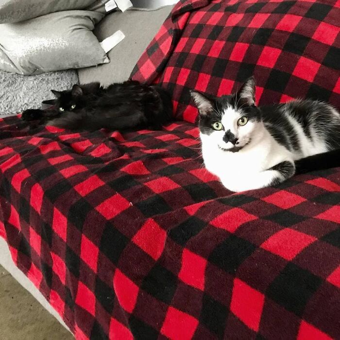 Cat Owner Leaves A Cam To See How His Cats Act When He’s Not Home And The Video Is Actually Sad Cat Owner Leaves A Cam To See How His Cats Act When He’s Not Home And The Video Is Actually Sad