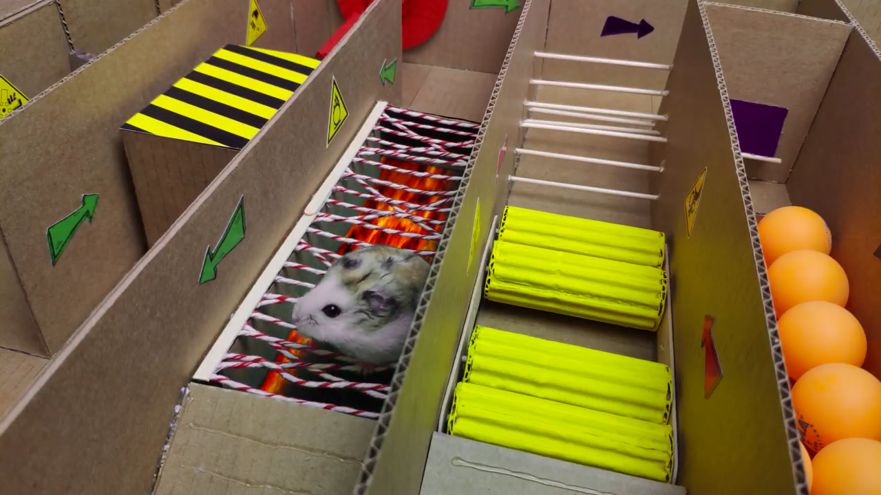 Person Shows Their Hamster Escaping A Prison In Amazing Obstacle Course Video, Captures The Hearts Of 55 Million People Person Shows Their Hamster Escaping A Prison In Amazing Obstacle Course Video, Captures The Hearts Of 55 Million People