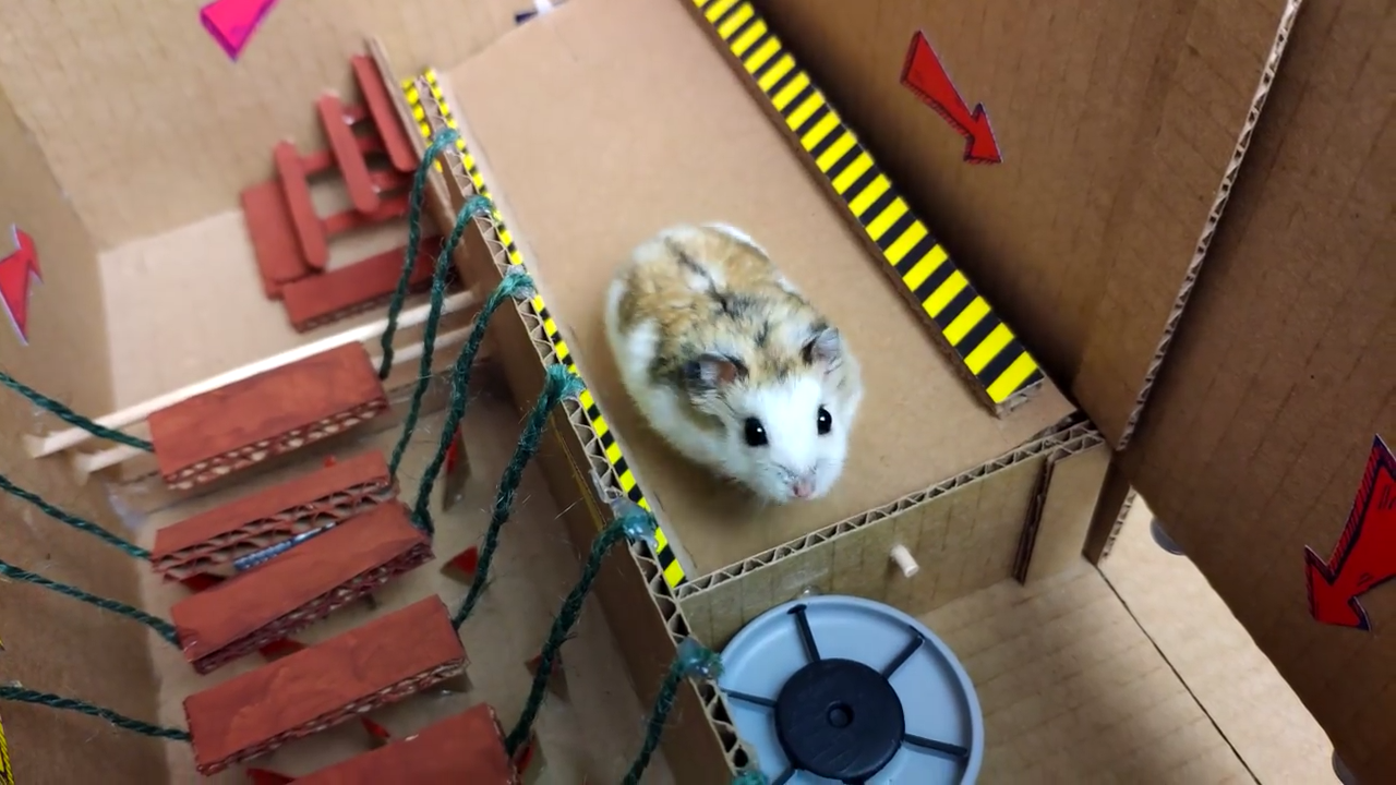 Person Shows Their Hamster Escaping A Prison In Amazing Obstacle Course Video, Captures The Hearts Of 55 Million People Person Shows Their Hamster Escaping A Prison In Amazing Obstacle Course Video, Captures The Hearts Of 55 Million People