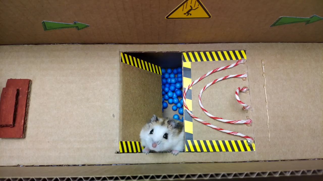 Person Shows Their Hamster Escaping A Prison In Amazing Obstacle Course Video, Captures The Hearts Of 55 Million People Person Shows Their Hamster Escaping A Prison In Amazing Obstacle Course Video, Captures The Hearts Of 55 Million People