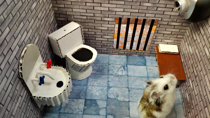 Person Shows Their Hamster Escaping A Prison In Amazing Obstacle Course Video, Captures The Hearts Of 55 Million People Person Shows Their Hamster Escaping A Prison In Amazing Obstacle Course Video, Captures The Hearts Of 55 Million People