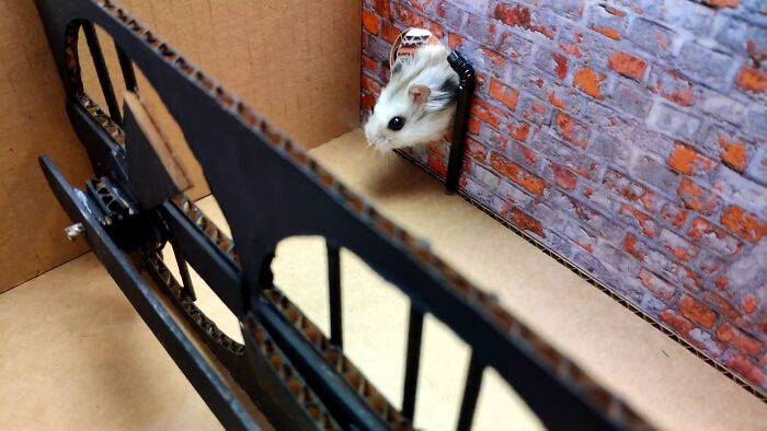 Person Shows Their Hamster Escaping A Prison In Amazing Obstacle Course Video, Captures The Hearts Of 55 Million People Person Shows Their Hamster Escaping A Prison In Amazing Obstacle Course Video, Captures The Hearts Of 55 Million People