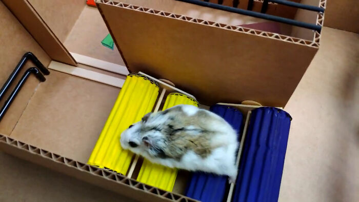 Person Shows Their Hamster Escaping A Prison In Amazing Obstacle Course Video, Captures The Hearts Of 55 Million People Person Shows Their Hamster Escaping A Prison In Amazing Obstacle Course Video, Captures The Hearts Of 55 Million People