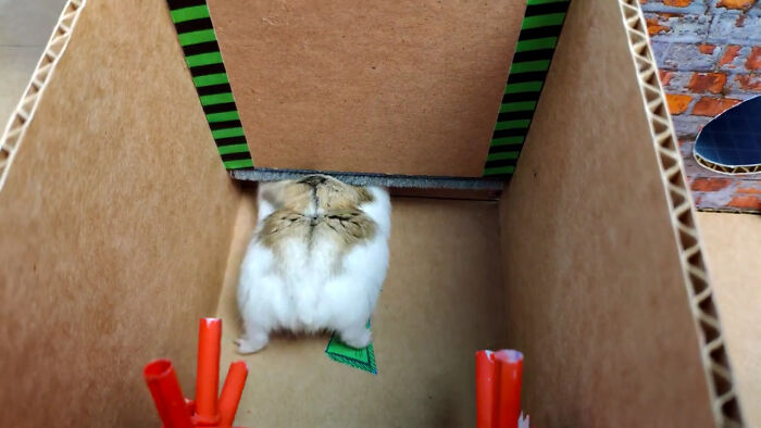 Person Shows Their Hamster Escaping A Prison In Amazing Obstacle Course Video, Captures The Hearts Of 55 Million People Person Shows Their Hamster Escaping A Prison In Amazing Obstacle Course Video, Captures The Hearts Of 55 Million People