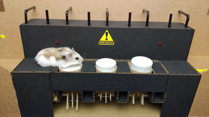 Person Shows Their Hamster Escaping A Prison In Amazing Obstacle Course Video, Captures The Hearts Of 55 Million People Person Shows Their Hamster Escaping A Prison In Amazing Obstacle Course Video, Captures The Hearts Of 55 Million People