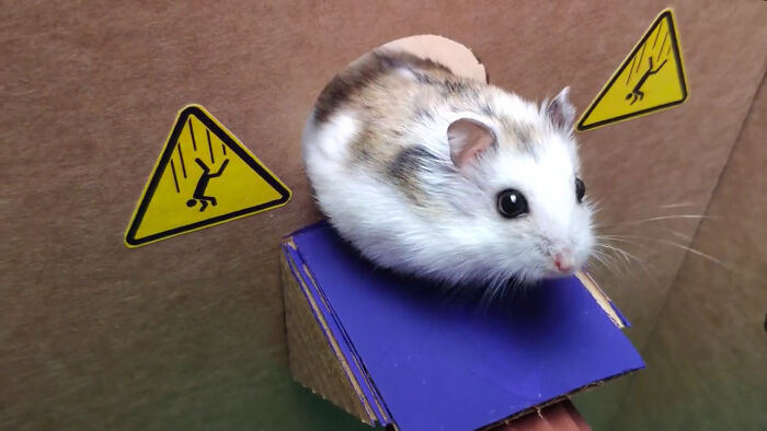 Person Shows Their Hamster Escaping A Prison In Amazing Obstacle Course Video, Captures The Hearts Of 55 Million People Person Shows Their Hamster Escaping A Prison In Amazing Obstacle Course Video, Captures The Hearts Of 55 Million People