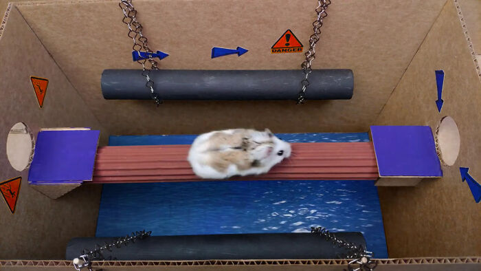 Person Shows Their Hamster Escaping A Prison In Amazing Obstacle Course Video, Captures The Hearts Of 55 Million People Person Shows Their Hamster Escaping A Prison In Amazing Obstacle Course Video, Captures The Hearts Of 55 Million People