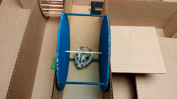Person Shows Their Hamster Escaping A Prison In Amazing Obstacle Course Video, Captures The Hearts Of 55 Million People Person Shows Their Hamster Escaping A Prison In Amazing Obstacle Course Video, Captures The Hearts Of 55 Million People