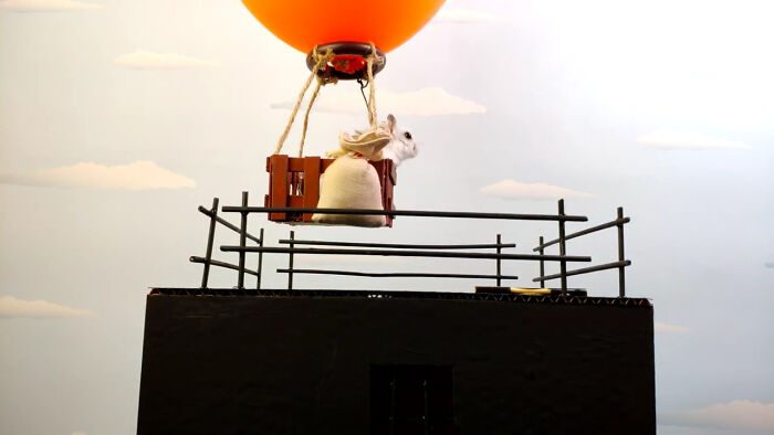 Person Shows Their Hamster Escaping A Prison In Amazing Obstacle Course Video, Captures The Hearts Of 55 Million People Person Shows Their Hamster Escaping A Prison In Amazing Obstacle Course Video, Captures The Hearts Of 55 Million People