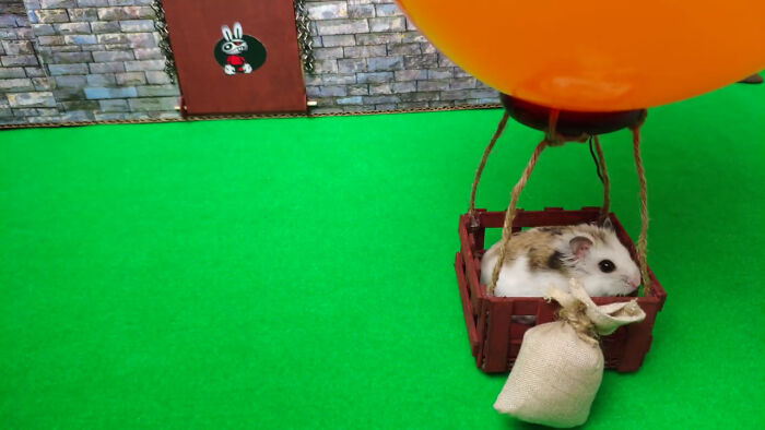 Person Shows Their Hamster Escaping A Prison In Amazing Obstacle Course Video, Captures The Hearts Of 55 Million People Person Shows Their Hamster Escaping A Prison In Amazing Obstacle Course Video, Captures The Hearts Of 55 Million People