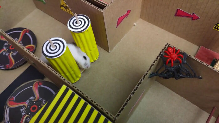Person Shows Their Hamster Escaping A Prison In Amazing Obstacle Course Video, Captures The Hearts Of 55 Million People Person Shows Their Hamster Escaping A Prison In Amazing Obstacle Course Video, Captures The Hearts Of 55 Million People