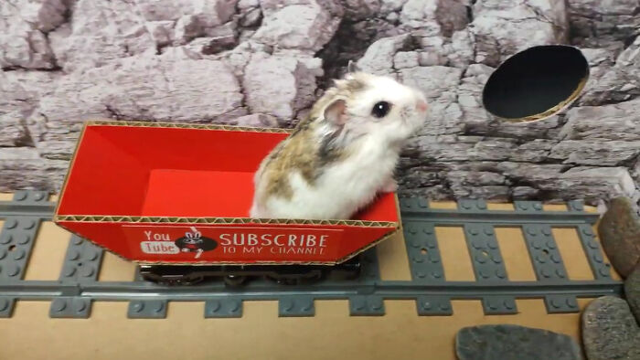 Person Shows Their Hamster Escaping A Prison In Amazing Obstacle Course Video, Captures The Hearts Of 55 Million People Person Shows Their Hamster Escaping A Prison In Amazing Obstacle Course Video, Captures The Hearts Of 55 Million People