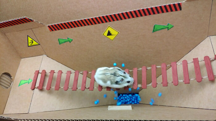 Person Shows Their Hamster Escaping A Prison In Amazing Obstacle Course Video, Captures The Hearts Of 55 Million People Person Shows Their Hamster Escaping A Prison In Amazing Obstacle Course Video, Captures The Hearts Of 55 Million People