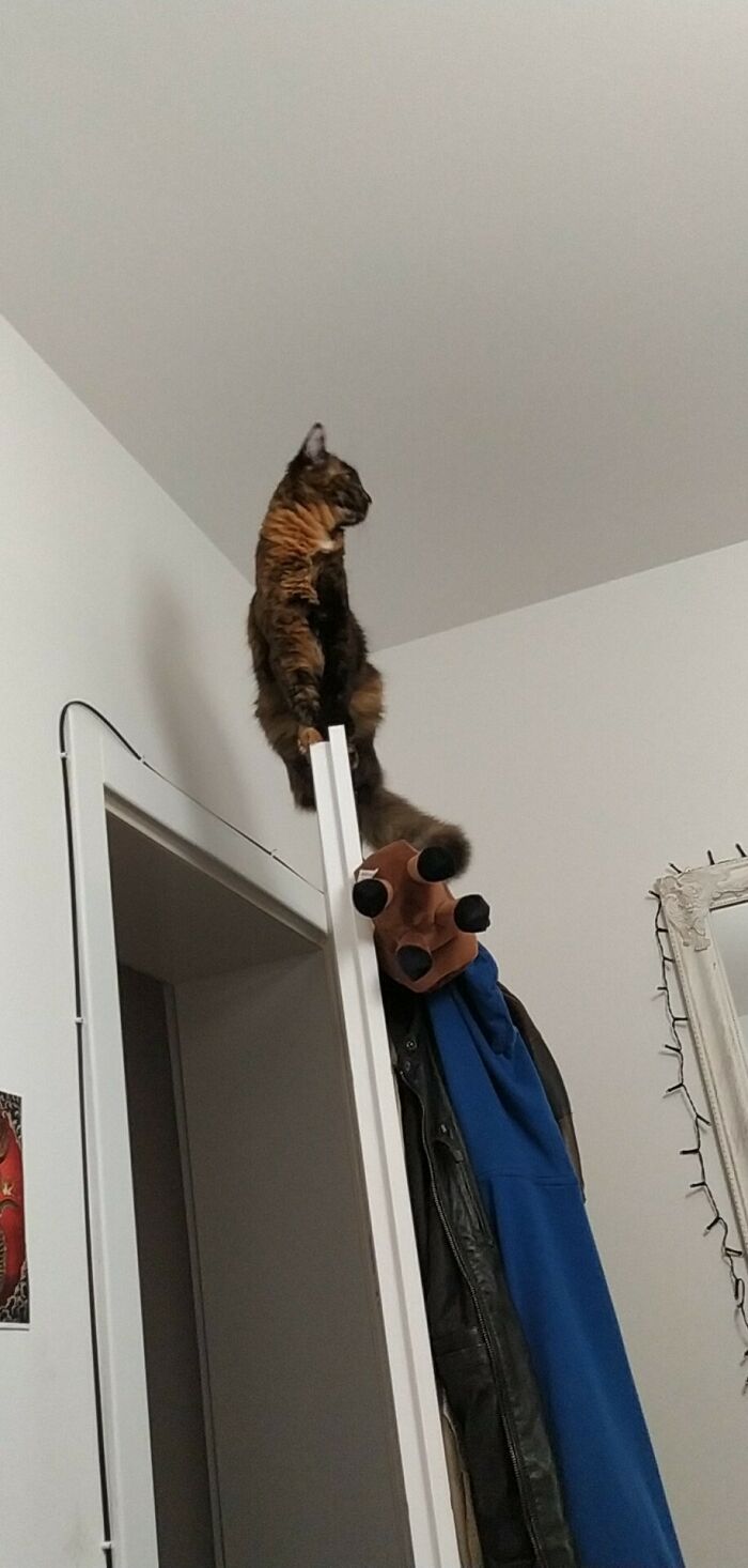 Hey Pandas, Post A Picture Of What Your Cat Is Up To (Closed) Hey Pandas, Post A Picture Of What Your Cat Is Up To (Closed)