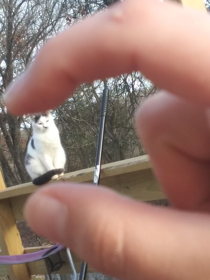 Hey Pandas, Post A Picture Of What Your Cat Is Up To (Closed) Hey Pandas, Post A Picture Of What Your Cat Is Up To (Closed)