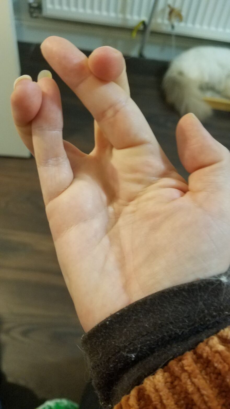 Hey Pandas, Show Your Hidden Talents (Closed) Hey Pandas, Show Your Hidden Talents (Closed)