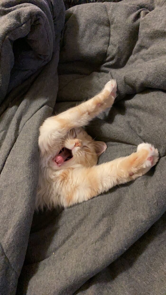 Hey Pandas Show A Pic Of What Your Pet Is Doing Right Now (Closed) Hey Pandas Show A Pic Of What Your Pet Is Doing Right Now (Closed)