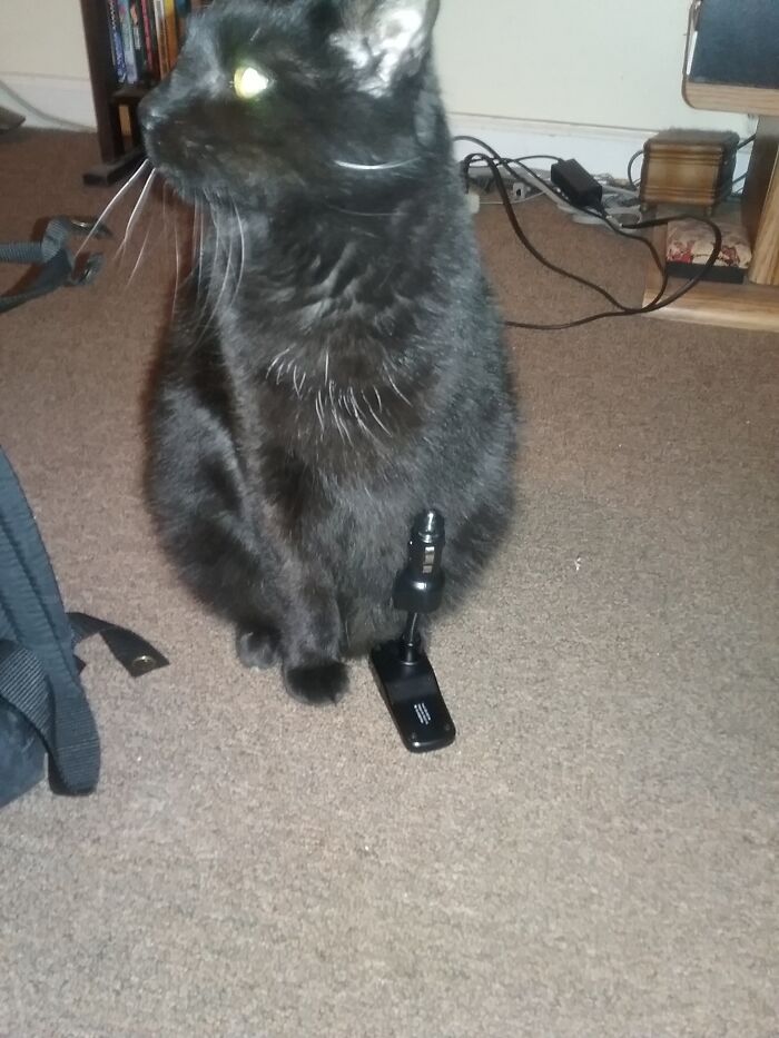 Hey Pandas Show A Pic Of What Your Pet Is Doing Right Now (Closed) Hey Pandas Show A Pic Of What Your Pet Is Doing Right Now (Closed)