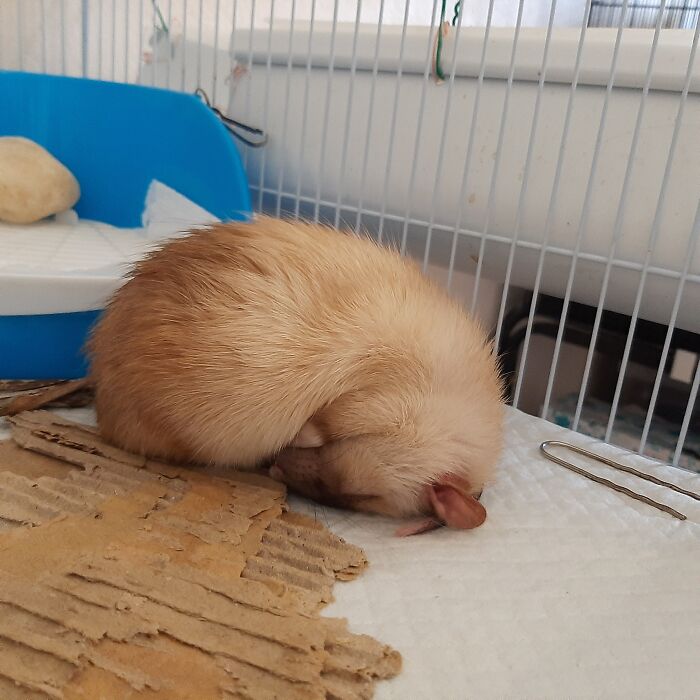 Hey Pandas Show A Pic Of What Your Pet Is Doing Right Now (Closed) Hey Pandas Show A Pic Of What Your Pet Is Doing Right Now (Closed)