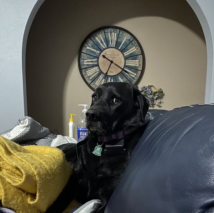 Hey Pandas Show A Pic Of What Your Pet Is Doing Right Now (Closed) Hey Pandas Show A Pic Of What Your Pet Is Doing Right Now (Closed)