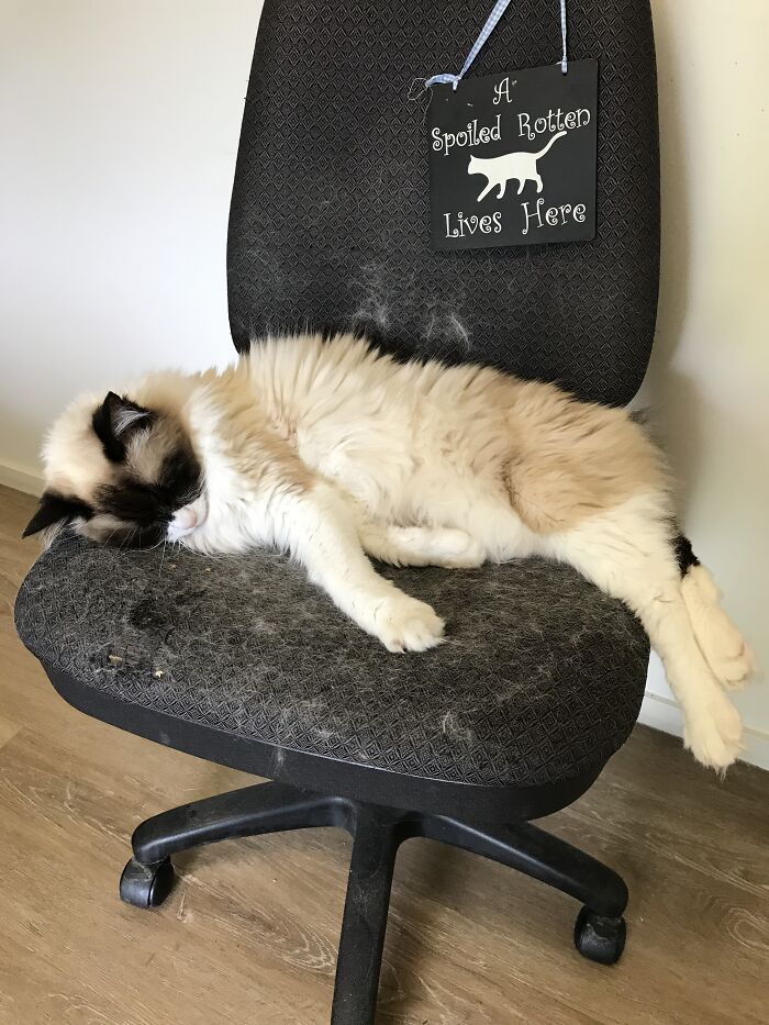 Hey Pandas Show A Pic Of What Your Pet Is Doing Right Now (Closed) Hey Pandas Show A Pic Of What Your Pet Is Doing Right Now (Closed)