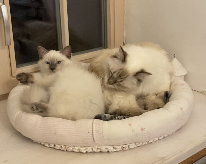 Hey Pandas Show A Pic Of What Your Pet Is Doing Right Now (Closed) Hey Pandas Show A Pic Of What Your Pet Is Doing Right Now (Closed)