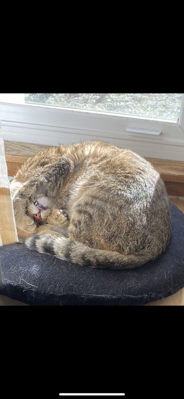 Hey Pandas Show A Pic Of What Your Pet Is Doing Right Now (Closed) Hey Pandas Show A Pic Of What Your Pet Is Doing Right Now (Closed)