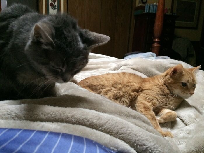 Hey Pandas Show A Pic Of What Your Pet Is Doing Right Now (Closed) Hey Pandas Show A Pic Of What Your Pet Is Doing Right Now (Closed)