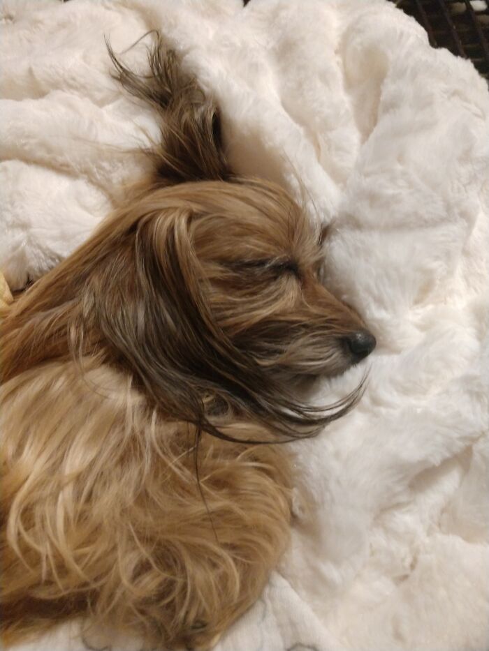 Hey Pandas Show A Pic Of What Your Pet Is Doing Right Now (Closed) Hey Pandas Show A Pic Of What Your Pet Is Doing Right Now (Closed)