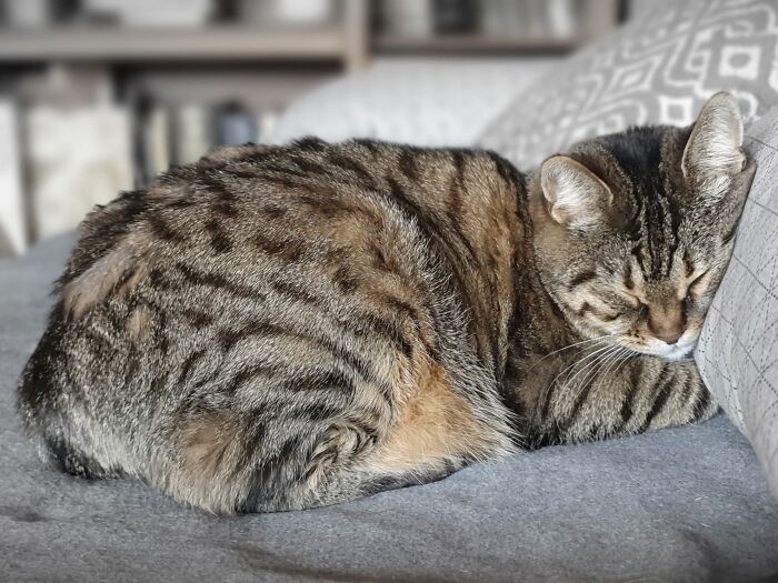 Hey Pandas Show A Pic Of What Your Pet Is Doing Right Now (Closed) Hey Pandas Show A Pic Of What Your Pet Is Doing Right Now (Closed)