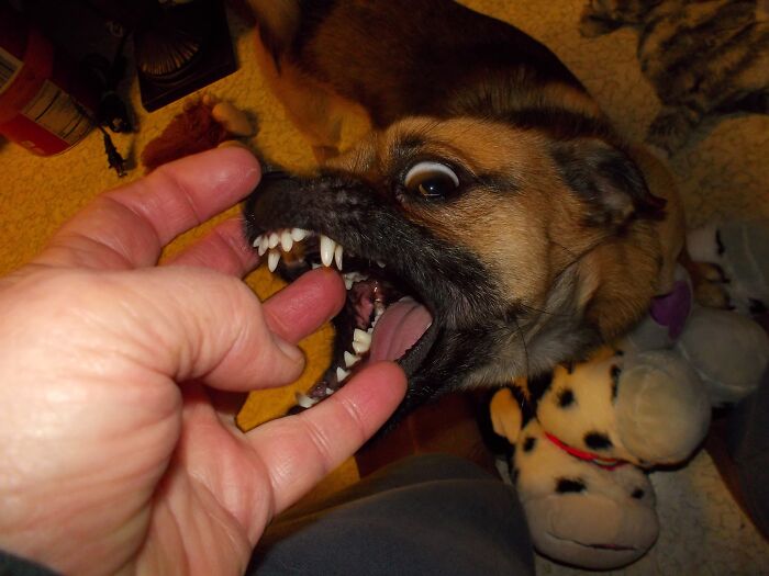 Hey Pandas Show A Pic Of What Your Pet Is Doing Right Now (Closed) Hey Pandas Show A Pic Of What Your Pet Is Doing Right Now (Closed)