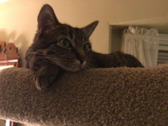 Hey Pandas Show A Pic Of What Your Pet Is Doing Right Now (Closed) Hey Pandas Show A Pic Of What Your Pet Is Doing Right Now (Closed)