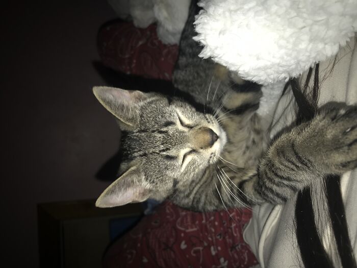 Hey Pandas Show A Pic Of What Your Pet Is Doing Right Now (Closed) Hey Pandas Show A Pic Of What Your Pet Is Doing Right Now (Closed)