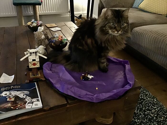 Hey Pandas Show A Pic Of What Your Pet Is Doing Right Now (Closed) Hey Pandas Show A Pic Of What Your Pet Is Doing Right Now (Closed)