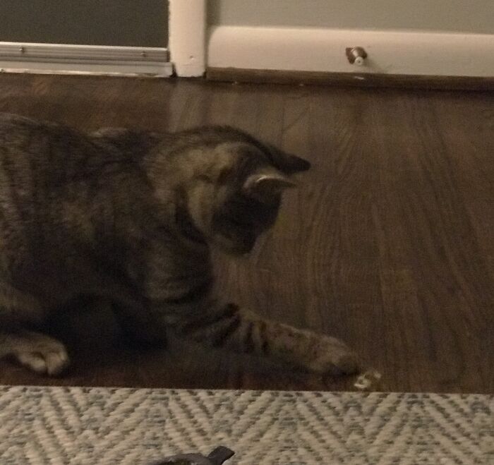 Hey Pandas Show A Pic Of What Your Pet Is Doing Right Now (Closed) Hey Pandas Show A Pic Of What Your Pet Is Doing Right Now (Closed)