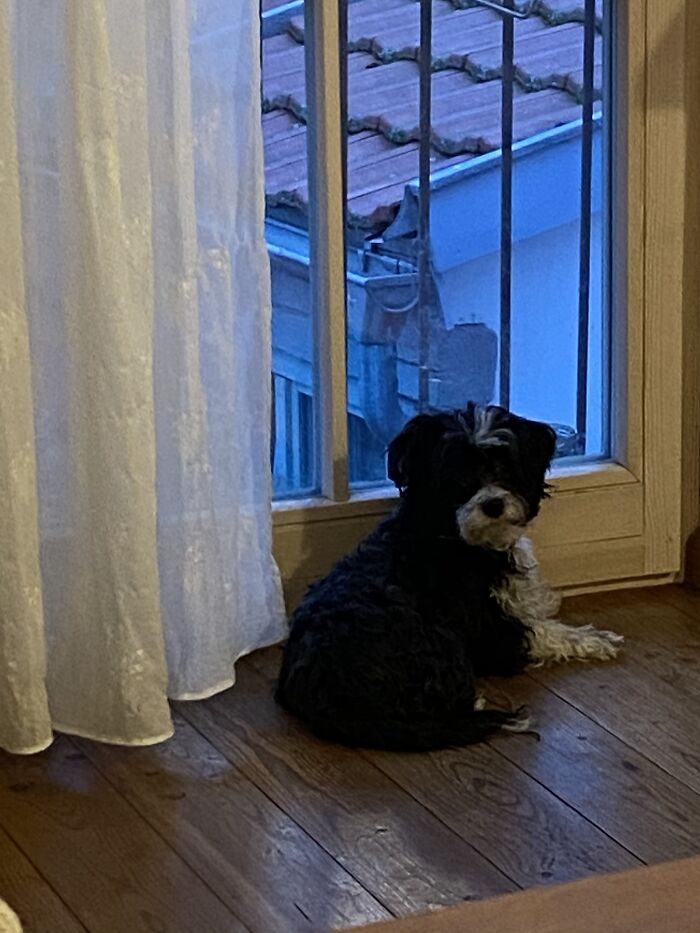 Hey Pandas Show A Pic Of What Your Pet Is Doing Right Now (Closed) Hey Pandas Show A Pic Of What Your Pet Is Doing Right Now (Closed)