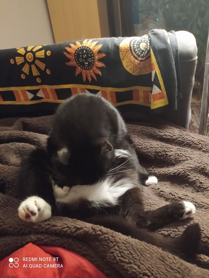 Hey Pandas Show A Pic Of What Your Pet Is Doing Right Now (Closed) Hey Pandas Show A Pic Of What Your Pet Is Doing Right Now (Closed)