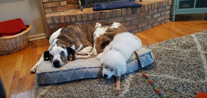 Hey Pandas Show A Pic Of What Your Pet Is Doing Right Now (Closed) Hey Pandas Show A Pic Of What Your Pet Is Doing Right Now (Closed)